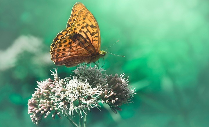 De Aarde is Werelderfgoed